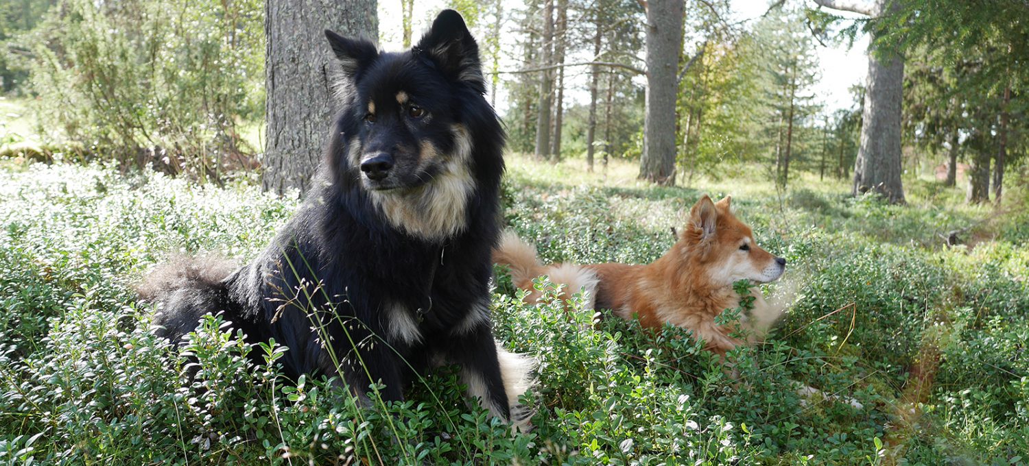 Mit Hund in Finnland