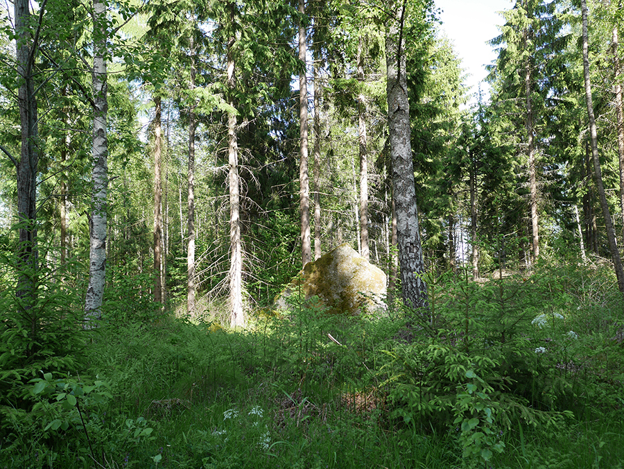 Stein im Wald