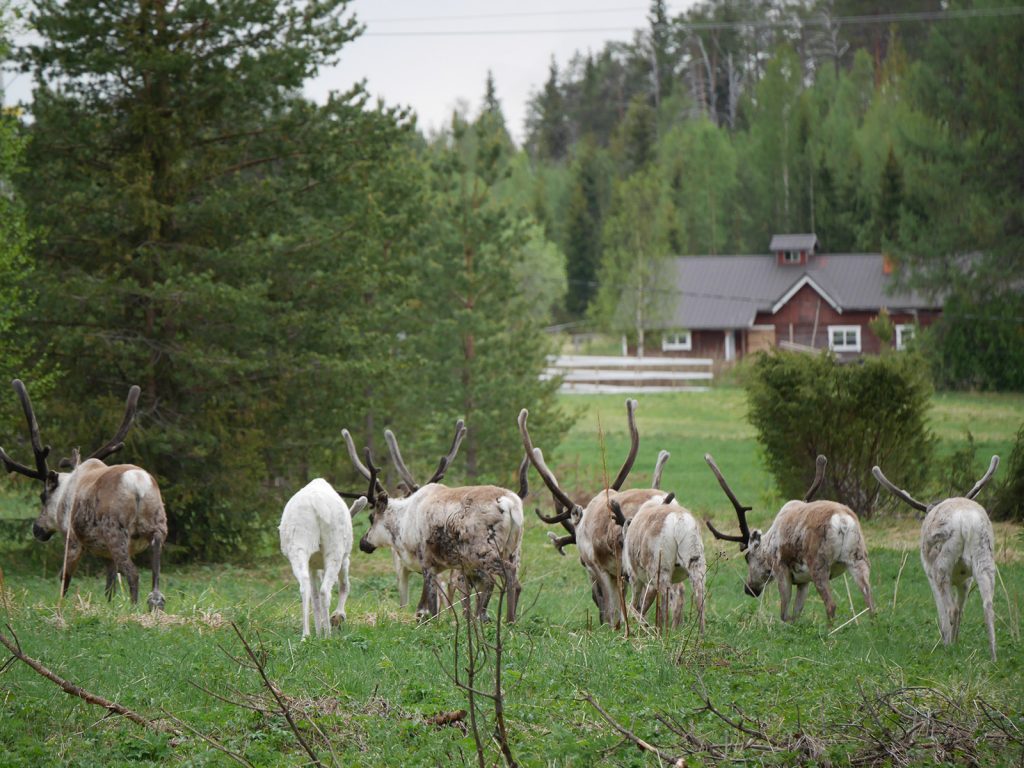 Rentiergruppe in Lappland