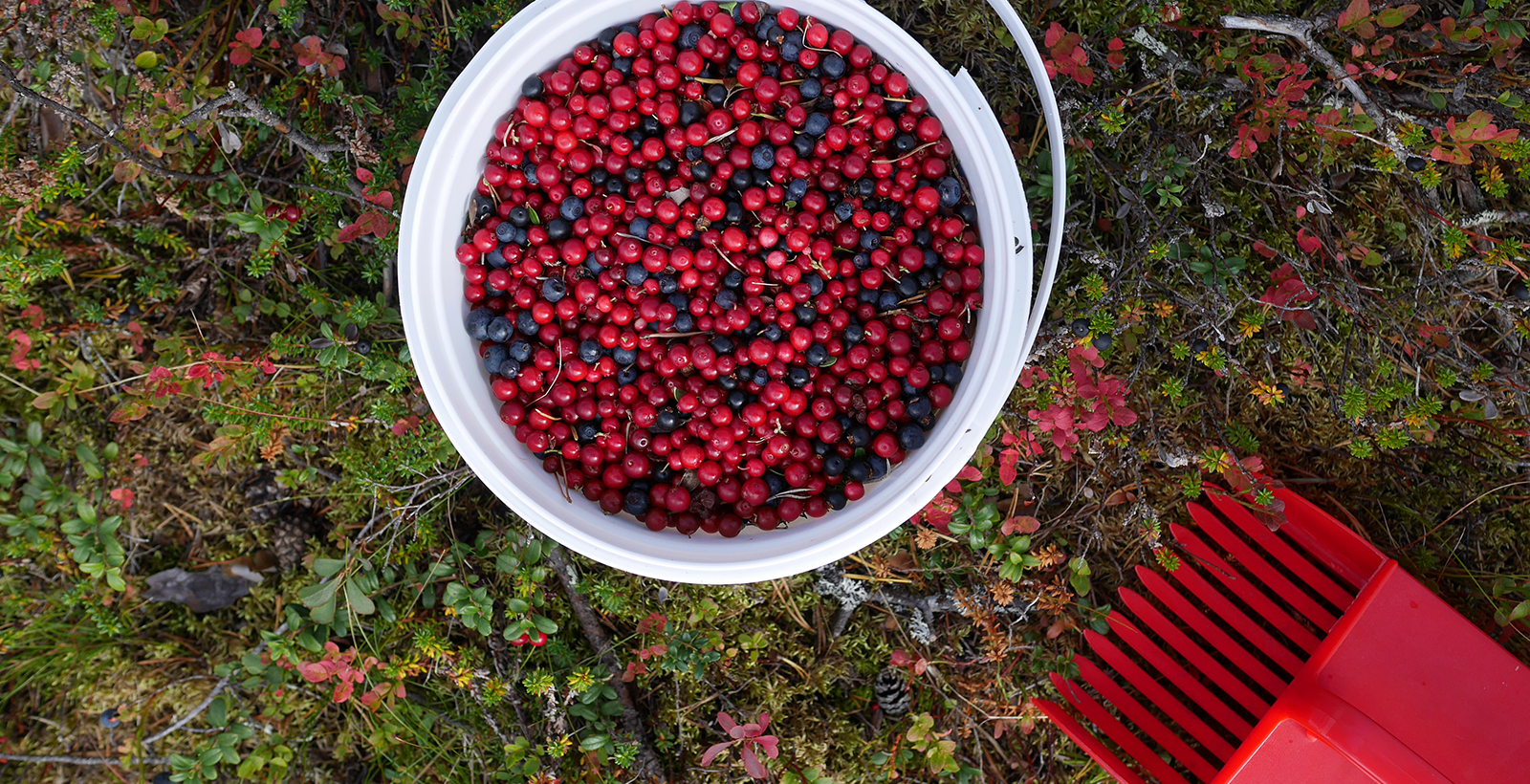 Lappland im Herbst: Die kulinarischen Schätze des Waldes • MAHTAVA!