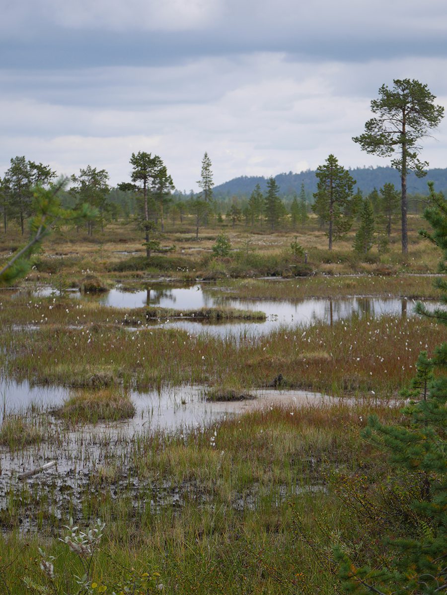Lappland Landschaft